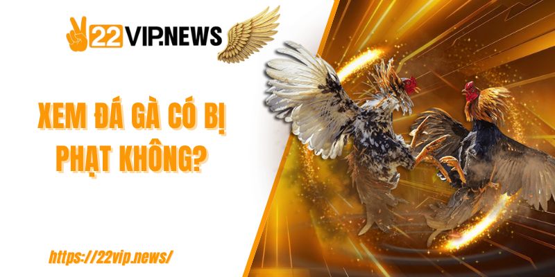 Xem đá gà có bị phạt không